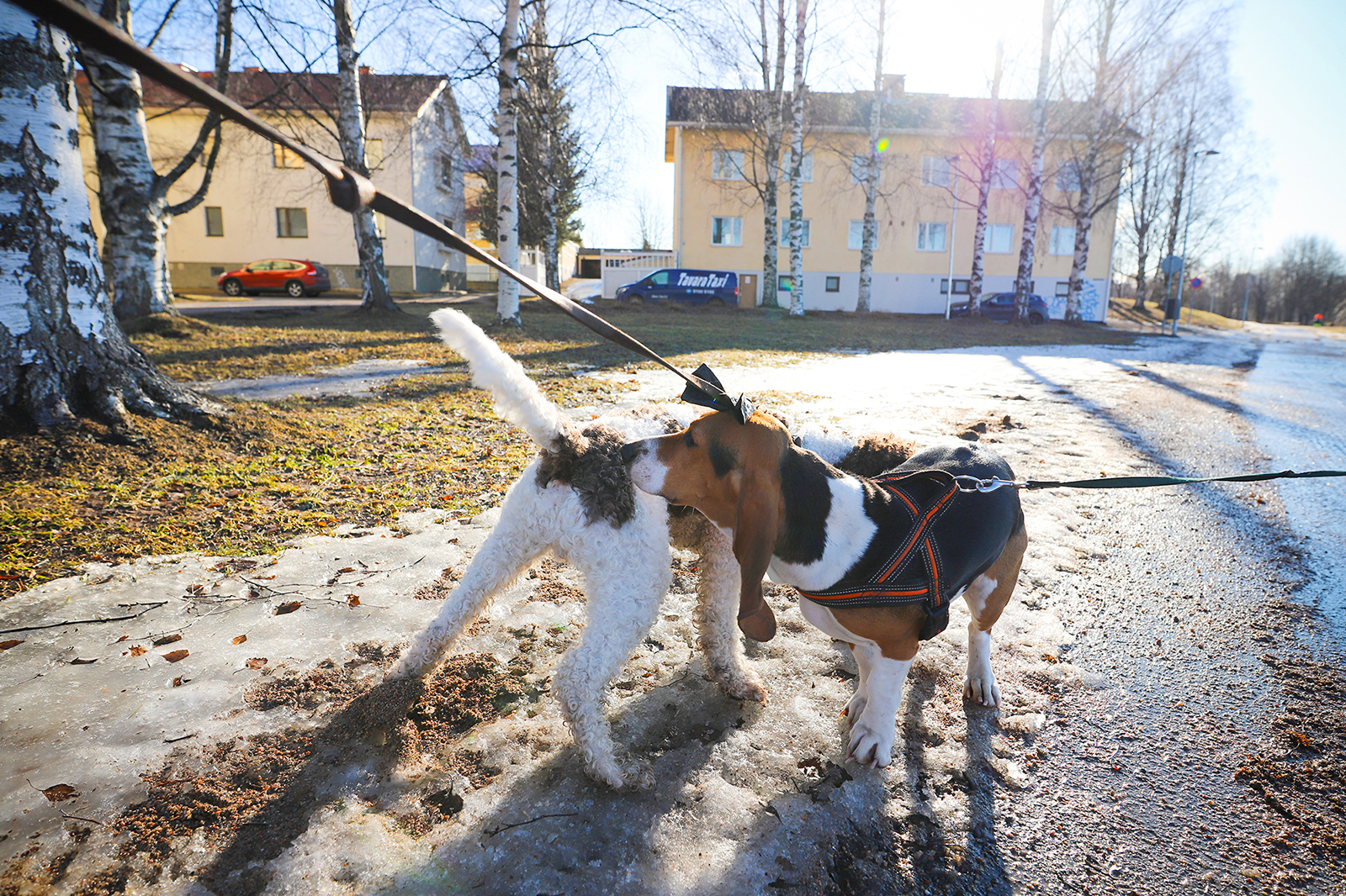 Koirat tervehtivät toisiaan Hollihaan puistossa