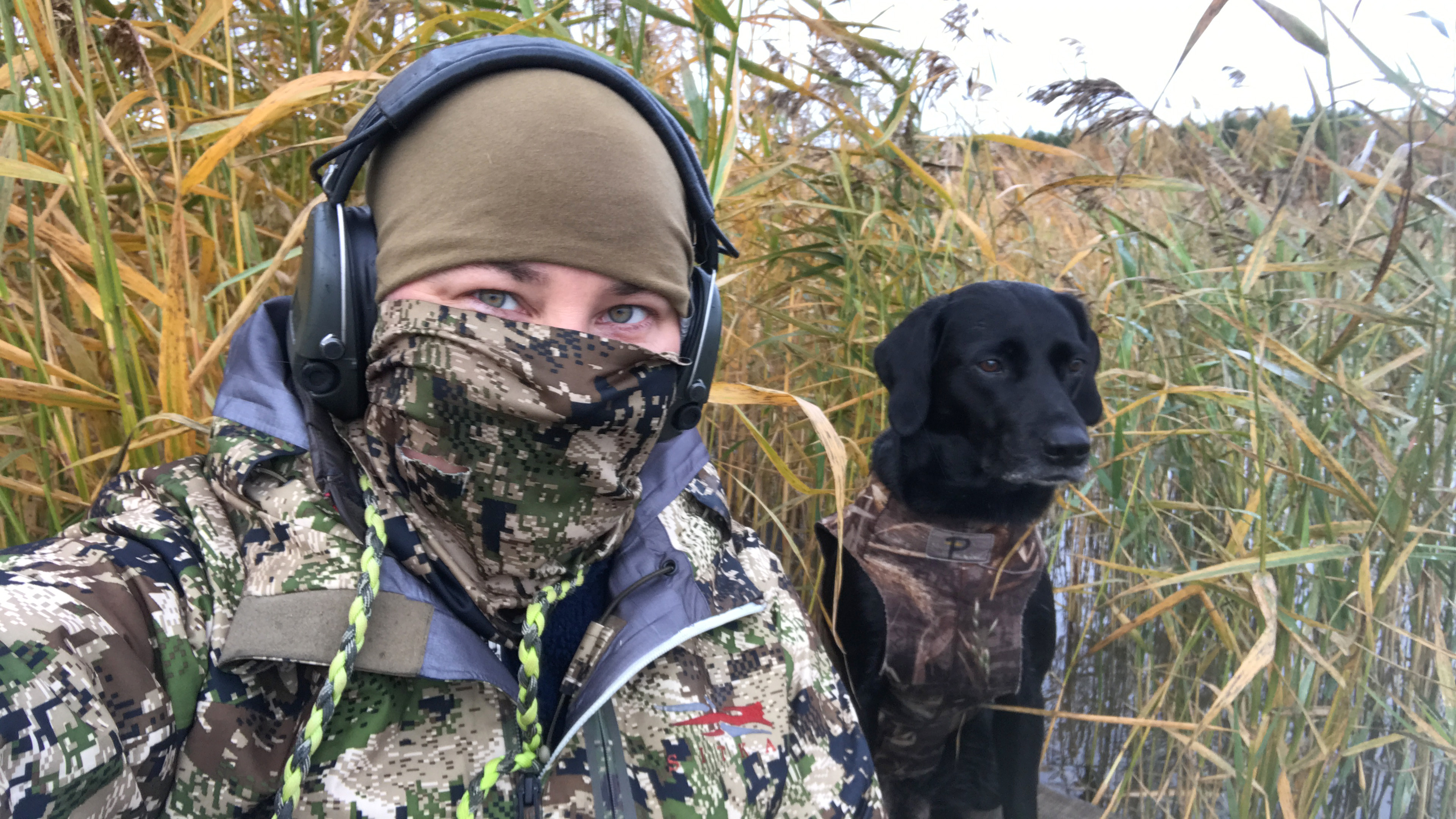 Merja Salovaara ja labradorinnoutaja linnustamassa kaislikossa.