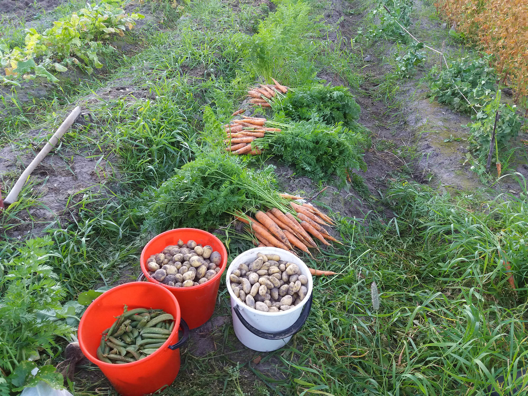 Huttukylän yhteisviljelymaa - herneitä, pottuja ja porkkanoita.