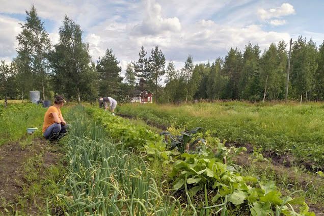 Talkooväkeä Huttukylän pellolla.