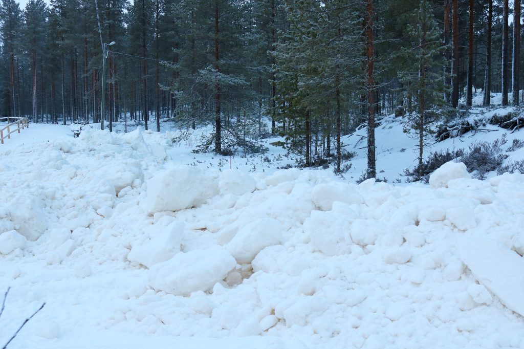 Lumikasa metsän reunassa.